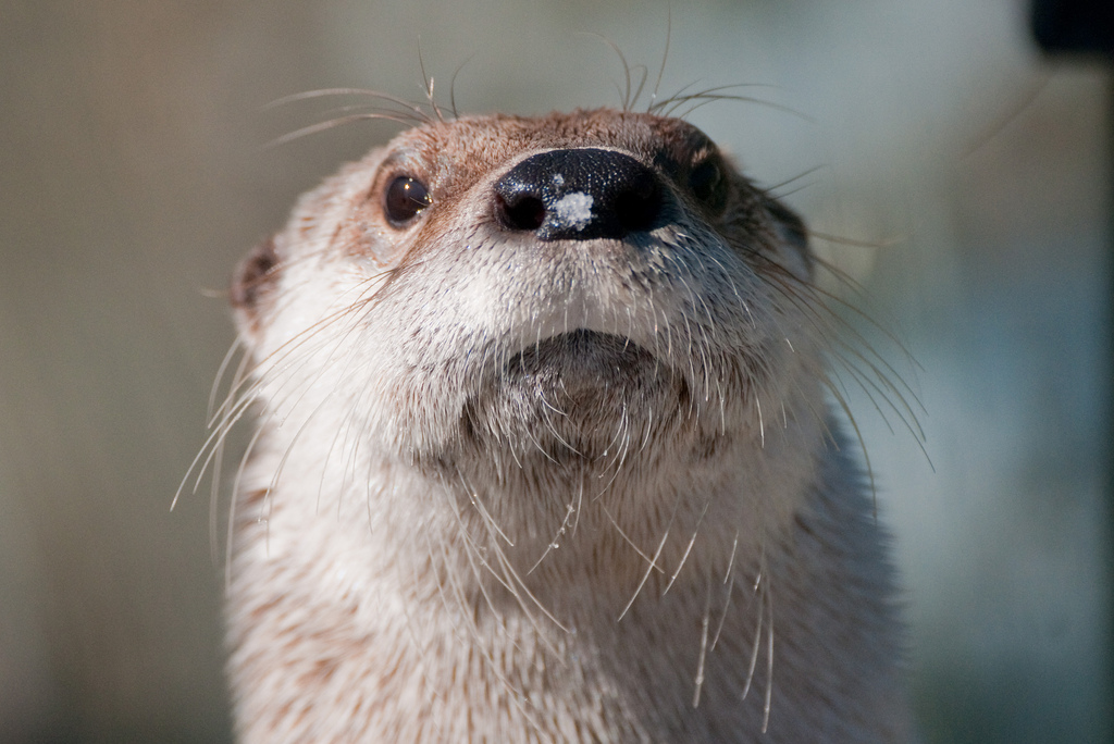 Otter with a doot of snow on its nose